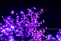 16800   Pink Christmas lights