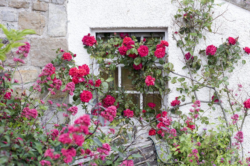 Leggy pink roses with large flower heads growing along white stucco surface exterior wall