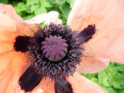 12918   Center of Poppy with Faded Wilting Petals