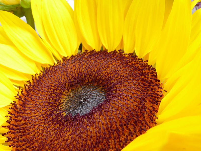 Close up macro of yellow sunflower or Helianthus showing the immature ripening seeds cultivated for their oil