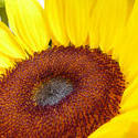 12919   Close up macro of yellow sunflower