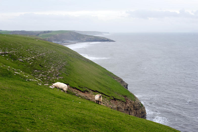 Sheep grazing in steep lush green coastal pastures sloping towards the edge of the cliffs on a rugged headland