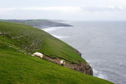 11818   Sheep grazing in steep coastal pastures