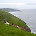 11818   Sheep grazing in steep coastal pastures