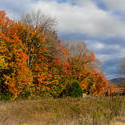 13050   color in the maples