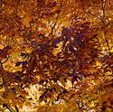 16122   Colorado Autumn Ash Leaves