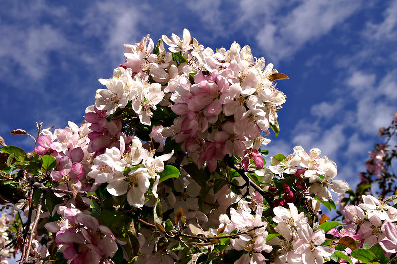 <p>These Cherry Blossoms are blooming during mid April in Denver Colorado and display their brilliant colors against a partly cloudy deep blue sky.</p>
<p><a href="http://pinterest.com/michaelkirsh/">http://pinterest.com/michaelkirsh/</a></p>