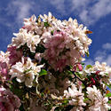 12621   Colorado Cherry Blossom