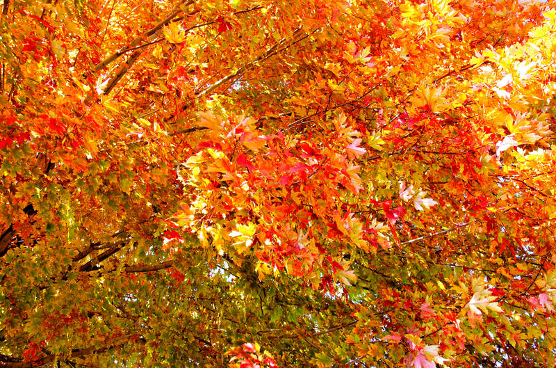 <p>This is one of many wonderful golden autumn trees that I photographed during an outing on Oct 20, 2011 near Denver, Colorado.</p>