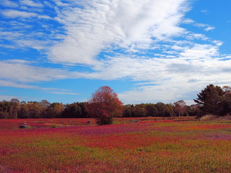 <p>Maine Coast Blueberry fields in bloom.</p>
