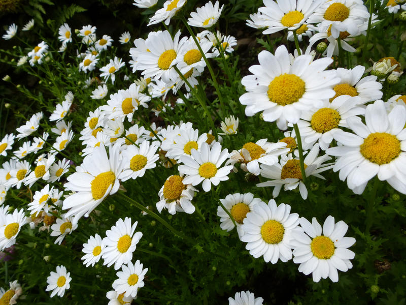 Cluster of common yellow and white Marguerite daisies symbolic of summer growing outdoors in a field or garden, close up full frame background