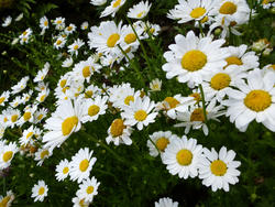 12920   Cluster of common yellow and white daisies