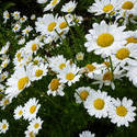 12920   Cluster of common yellow and white daisies