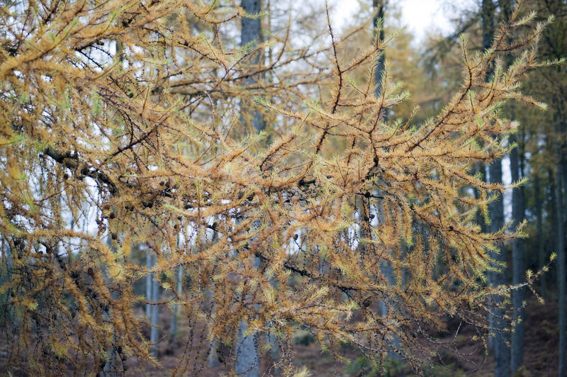 Close-up of colorful autumnal fir branches