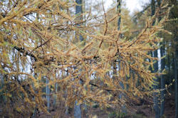 11855   Close up of fir branches