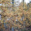 11855   Close up of fir branches