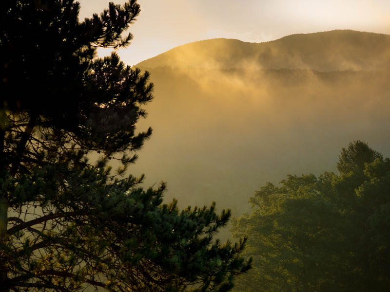 <p>Pine trees in the early mornig mist.</p>