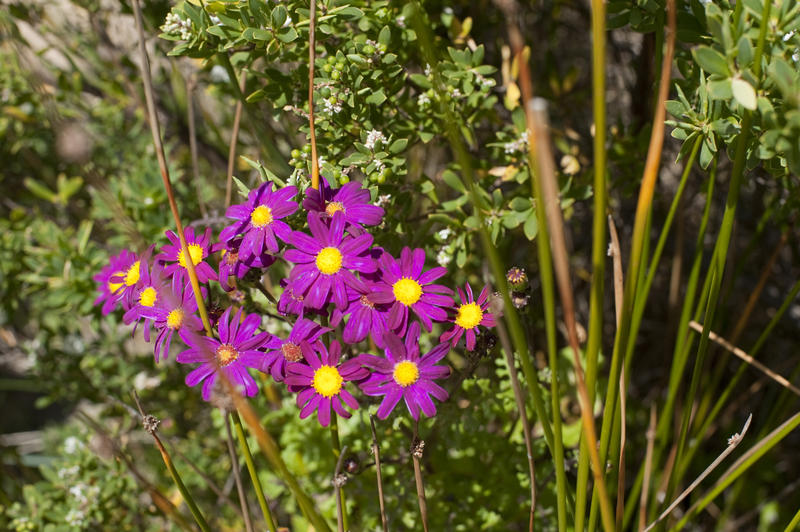 close up on purple and yellow wild flowers in a meadow