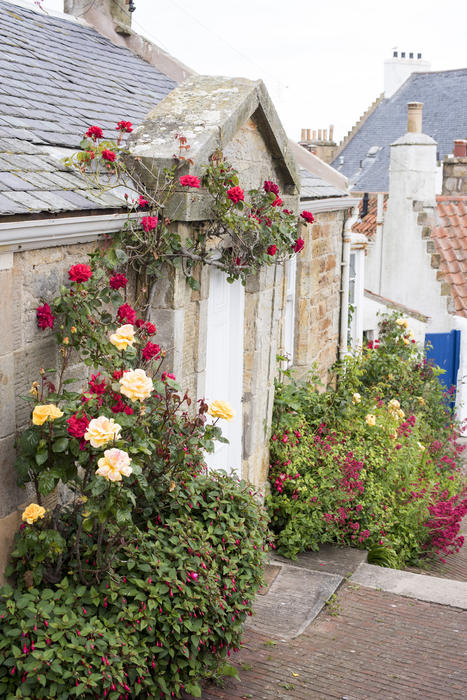 Quaint British stone cottage with climbing roses over the front door and colorful flowers along the walls in an oblique angle view