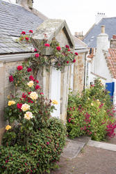 12907   Quaint stone cottage with climbing roses