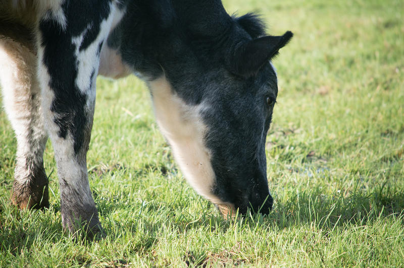 <p>A black and white cow eating grass in a Lancashire field.</p>

<p>More photos like this on my website at -&nbsp;https://www.dreamstime.com/dawnyh_info</p>
A black and white cow eating grass in a Lancashire field (UK)