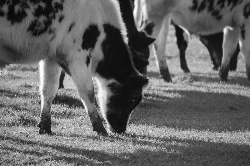 <p>A cow eating grass photographed in black and white.</p>

<p>More photos like this on my website at -&nbsp;https://www.dreamstime.com/dawnyh_info</p>
A black and white cow eating grass photographed in the UK