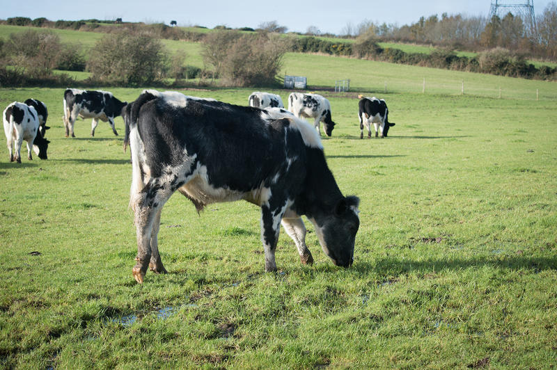 <p>Black and white cows in a british green field</p>
Cows in a UK field