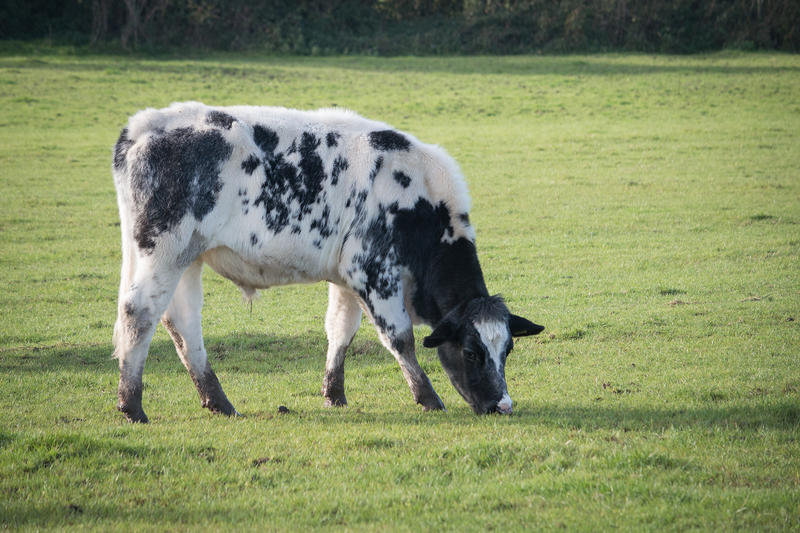 <p>Cow in a farmers field.</p>

<p>More photos like this on my website at -&nbsp;https://www.dreamstime.com/dawnyh_info</p>
Cow in a field