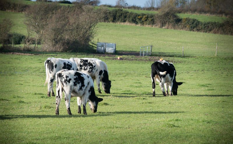 <p>A view of a UK green field full of British black and white cows</p>
A view of a UK green field full of British black and white cows