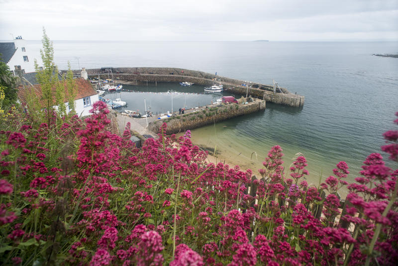 Pretty purple clustered wildflowers on a hill facing the harbor in Crail, Fife Coast, Scotland