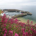 12843   Flowers on a hill facing the harbor in Crail