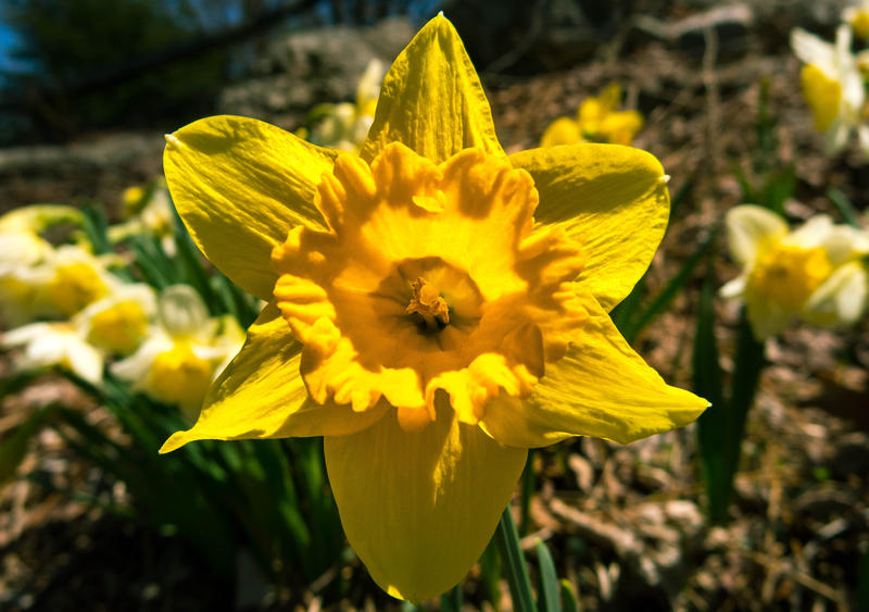 <p>A Daffodil flower bright yellow and close up in Spring in a Daffodil patch.</p>
