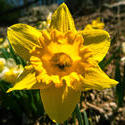 12106   daffodil
