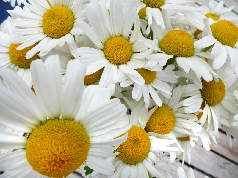 Extreme Close Up of Bunch of Picked White and Yellow Daisies on Rustic Wooden Outdoor Patio Table - Background of Daisy Flower Bouquet