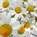 12921   Bunch of Picked Daisies on Outdoor Patio Table