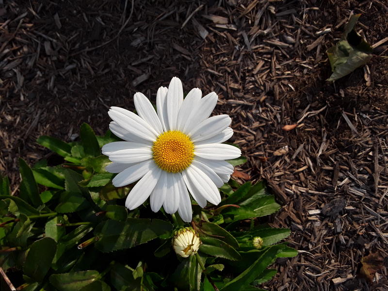 <p>A white daisy in full bloom</p>
