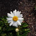 17204   daisy bloom