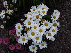 17135   A daisy garden