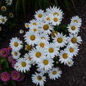 17135   A daisy garden