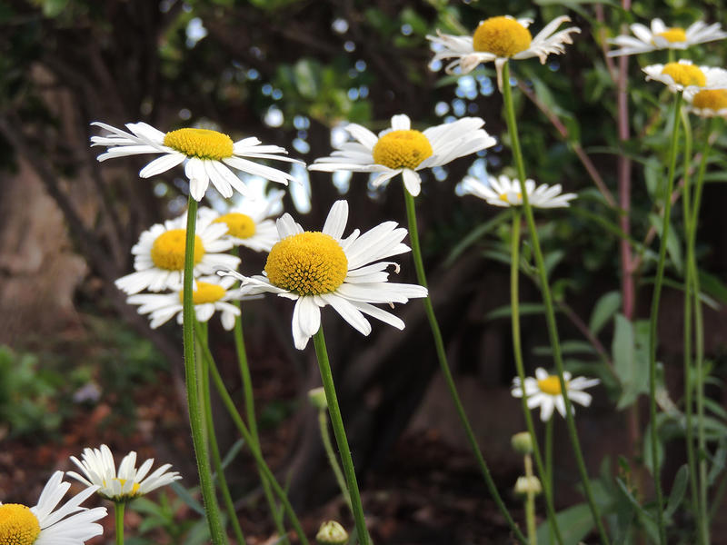 <p>Daisy or daisies in woodland</p>
Daisy or daisies in woodland