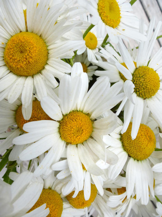 White and yellow Marguerite daisies in a tight cluster symbolic of summer and purity, full frame background