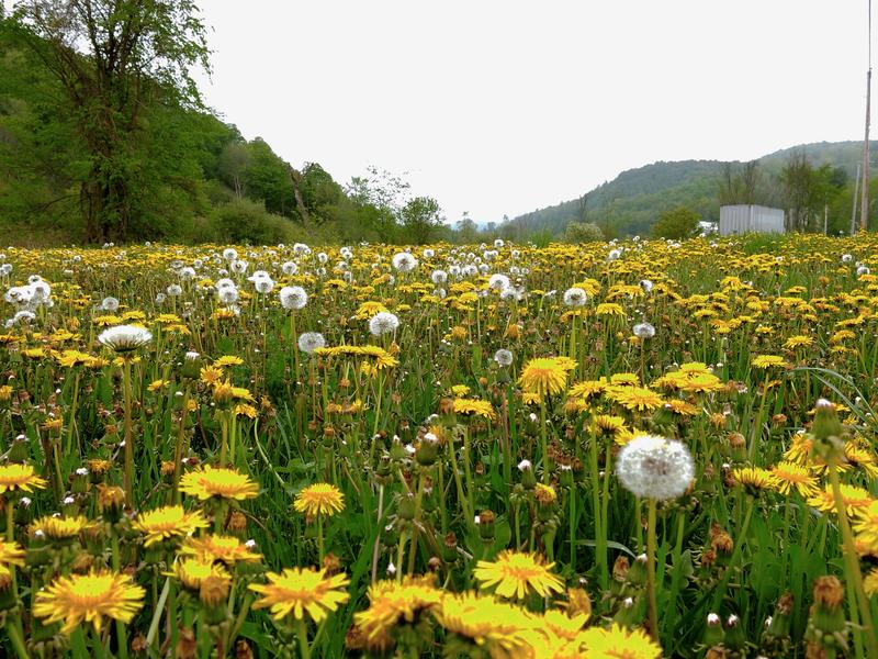 <p>Field of Dandelions from down low.</p>