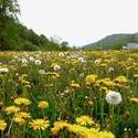 12046   dandelion field 2