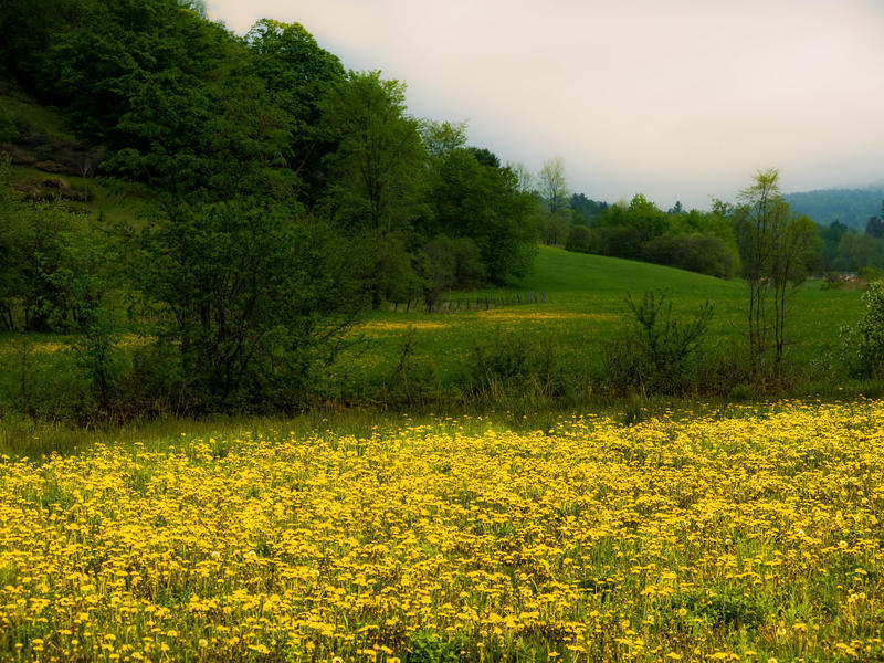 <p>Dandelions in the Spring after the cool rains in the meadow. </p>