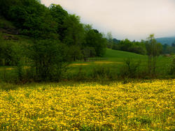 12115   dandelions