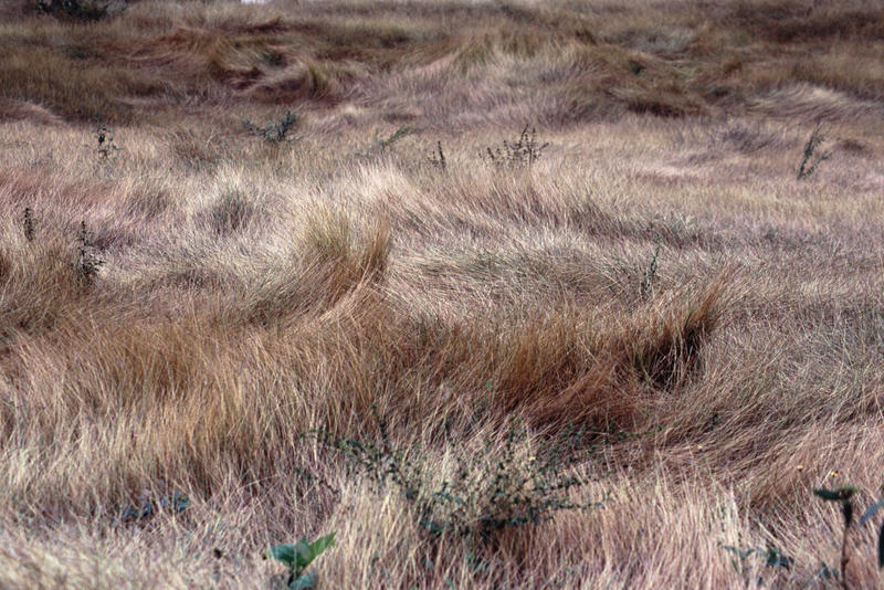a meadow of dry long grass shaped by the winds