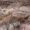 11856   Dry Grasslands