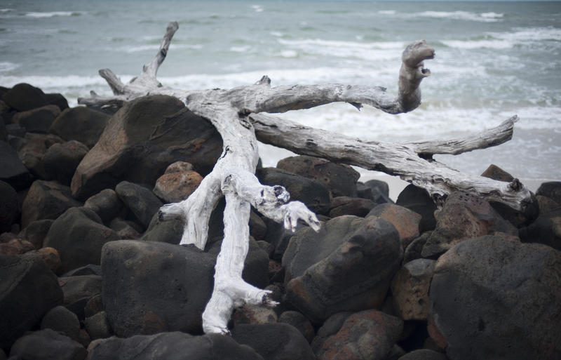 Dead driftwood washed up by the tides on the rocks on a sandy tropical beach, closeup on the branch