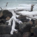 11828   Dead driftwood on the rocks