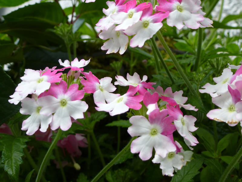 Side close up view on a bunch of beautiful white and purple blooms on garden plants